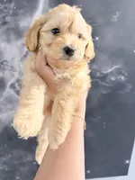 July, a male Yorkipoo for sale in Miami Lakes, FL – Photo 2 of 4