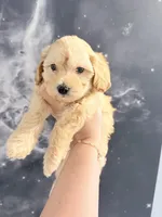 July, a male Yorkipoo for sale in Miami Lakes, FL – Photo 4 of 4