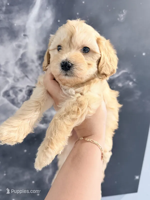 July – Yorkipoo puppy for sale in Miami Lakes, FL