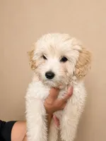 Butter , a male Yorkipoo for sale in Miami Lakes, FL – Photo 3 of 3