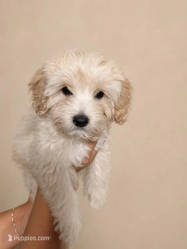 Butter , a male Yorkipoo for sale in Miami Lakes, FL – Photo 1 of 3