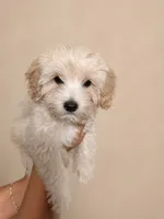 Butter , a male Yorkipoo for sale in Miami Lakes, FL – Photo 1 of 3