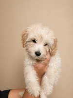 Butter , a male Yorkipoo for sale in Miami Lakes, FL – Photo 2 of 3