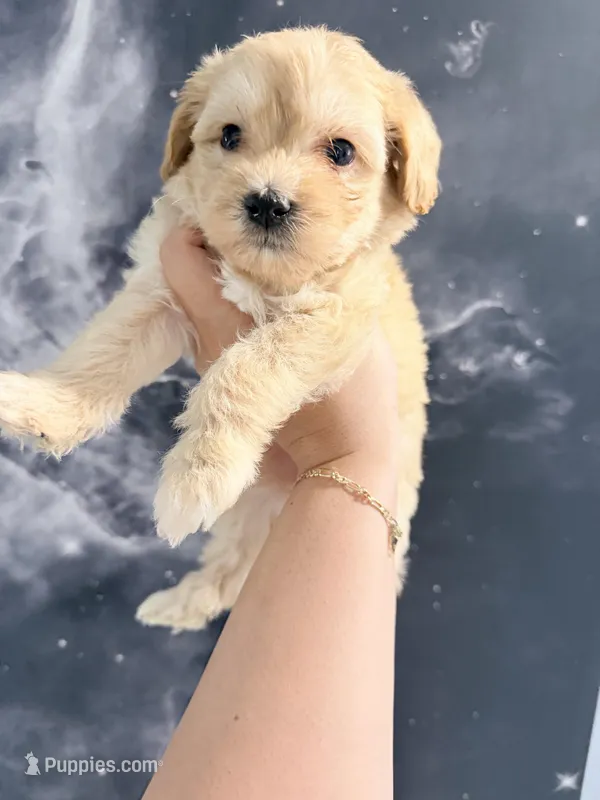 June  – Yorkipoo puppy for sale in Miami Lakes, FL