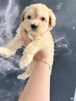 June , a female Yorkipoo for sale in Miami Lakes, FL – Photo 1 of 2