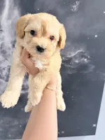 June , a female Yorkipoo for sale in Miami Lakes, FL – Photo 2 of 2