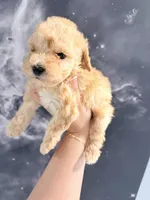 April , a female Yorkipoo for sale in Miami Lakes, FL – Photo 2 of 3