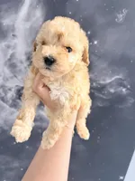 April , a female Yorkipoo for sale in Miami Lakes, FL – Photo 1 of 3