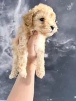 April , a female Yorkipoo for sale in Miami Lakes, FL – Photo 3 of 3