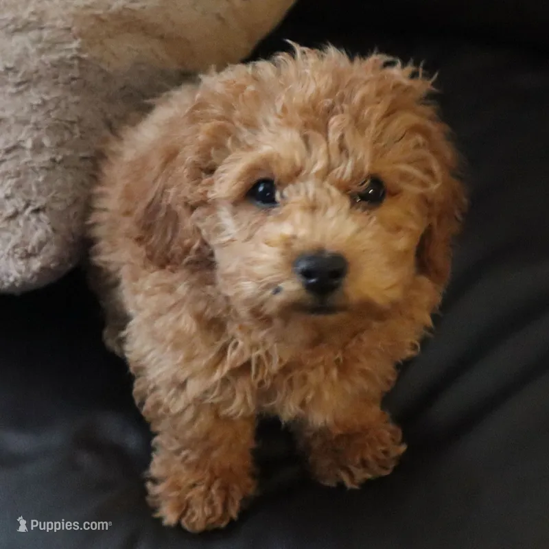 Charlie – Poodle - Toy  puppy for sale in Las Vegas, NV