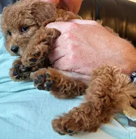 Charlie, a male Poodle - Toy  for sale in Las Vegas, NV – 2 of 3