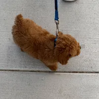 Charlie, a male Poodle - Toy  for sale in Las Vegas, NV – 3 of 3