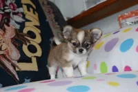 Violet, a female Chihuahua for sale in Goshen, IN – 8 of 8