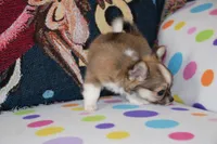 Violet, a female Chihuahua for sale in Goshen, IN – 5 of 8