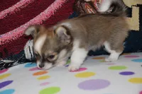 Violet, a female Chihuahua for sale in Goshen, IN – 7 of 8