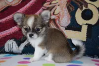 Violet, a female Chihuahua for sale in Goshen, IN – 3 of 8