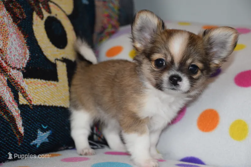 Violet – Chihuahua puppy for sale in Goshen, IN