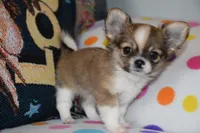 Violet, a female Chihuahua for sale in Goshen, IN – 1 of 8