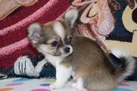 Violet, a female Chihuahua for sale in Goshen, IN – 4 of 8