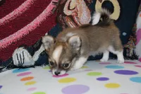 Violet, a female Chihuahua for sale in Goshen, IN – 6 of 8