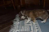 Stella, a female Chihuahua for sale in Goshen, IN – Photo 3 of 9