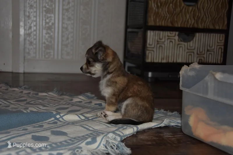 Stella – Chihuahua puppy for sale in Goshen, IN