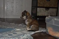 Stella, a female Chihuahua for sale in Goshen, IN – Photo 1 of 9