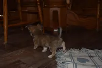 Stella, a female Chihuahua for sale in Goshen, IN – Photo 2 of 9