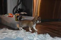 Stella, a female Chihuahua for sale in Goshen, IN – Photo 8 of 9