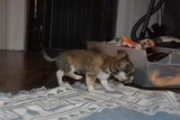 Stella, a female Chihuahua for sale in Goshen, IN – Photo 4 of 9