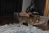 Stella, a female Chihuahua for sale in Goshen, IN – Photo 7 of 9