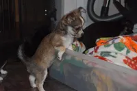 Stella, a female Chihuahua for sale in Goshen, IN – Photo 9 of 9