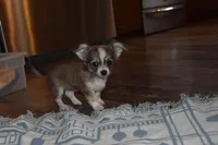 Stella, a female Chihuahua for sale in Goshen, IN – Photo 6 of 9