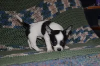 Rasputin, a male Chihuahua for sale in Goshen, IN – Photo 2 of 7
