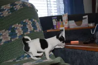 Rasputin, a male Chihuahua for sale in Goshen, IN – Photo 7 of 7