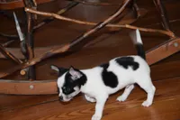 Rasputin, a male Chihuahua for sale in Goshen, IN – Photo 3 of 7