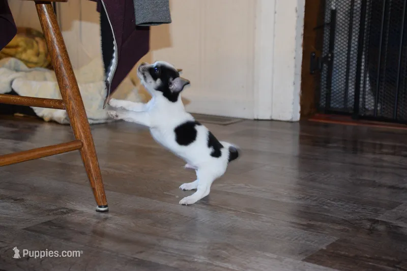 Rasputin – Chihuahua puppy for sale in Goshen, IN