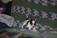 Rasputin, a male Chihuahua for sale in Goshen, IN – Photo 6 of 7