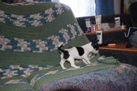 Rasputin, a male Chihuahua for sale in Goshen, IN – Photo 5 of 7