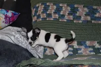 Rasputin, a male Chihuahua for sale in Goshen, IN – Photo 4 of 7