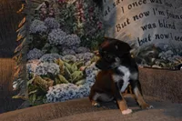 Sassafras, a female Chihuahua for sale in Goshen, IN – Photo 4 of 5