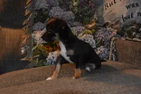 Sassafras, a female Chihuahua for sale in Goshen, IN – Photo 3 of 5