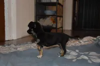 Sassafras, a female Chihuahua for sale in Goshen, IN – Photo 5 of 5