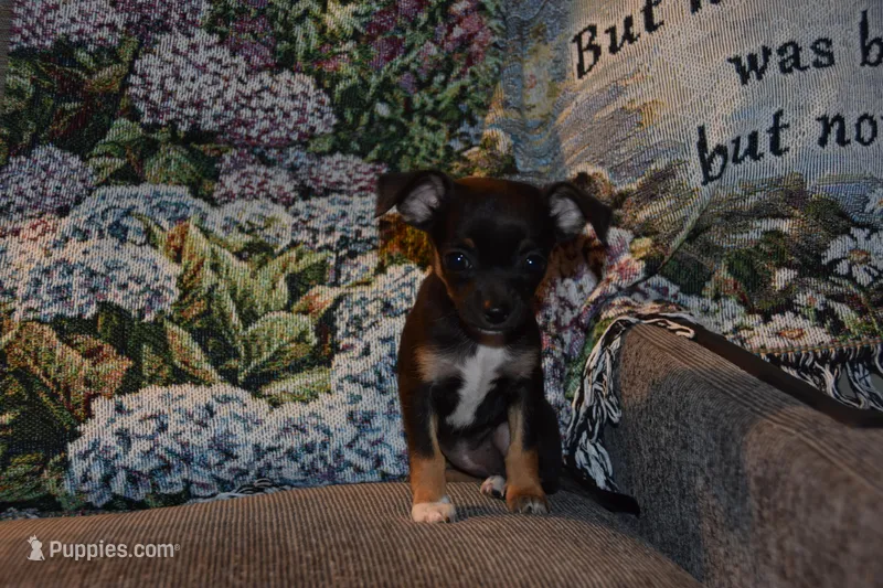 Sassafras – Chihuahua puppy for sale in Goshen, IN