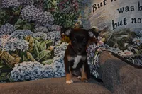 Sassafras, a female Chihuahua for sale in Goshen, IN – Photo 1 of 5