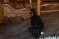 Strawberry, a female Chihuahua for sale in Goshen, IN – Photo 3 of 5