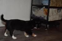 Strawberry, a female Chihuahua for sale in Goshen, IN – Photo 2 of 5