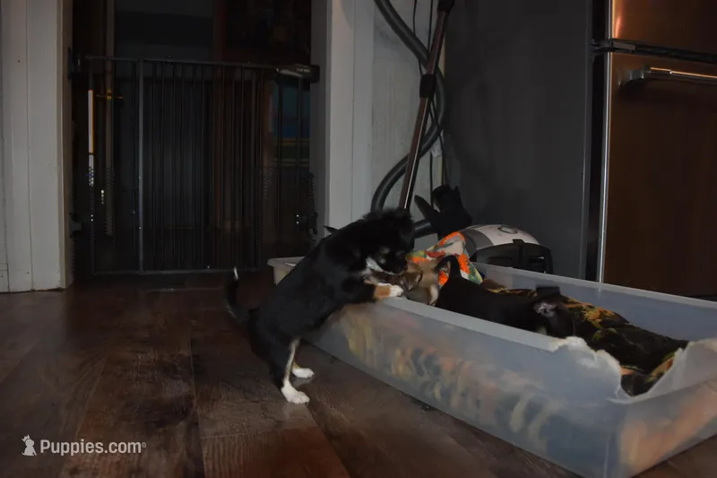 Strawberry – Chihuahua puppy for sale in Goshen, IN