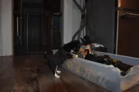 Strawberry, a female Chihuahua for sale in Goshen, IN – Photo 1 of 5