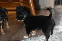 Strawberry, a female Chihuahua for sale in Goshen, IN – Photo 4 of 5